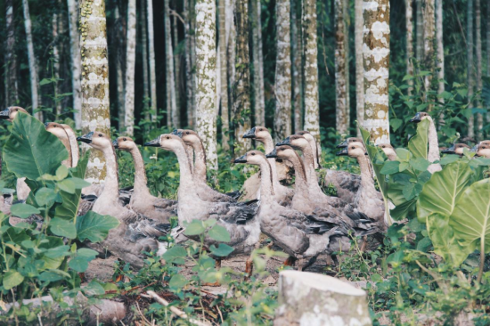 大茅村的她给余华写了一封信